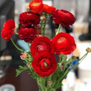 各色洋牡丹鲜花10支生活用花办公室插花婚庆手花