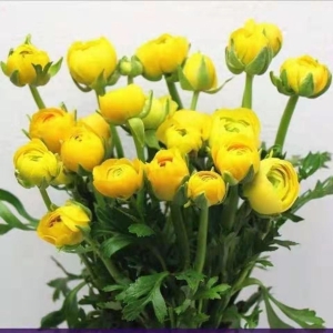 各色洋牡丹鲜花10支生活用花办公室插花婚庆手花