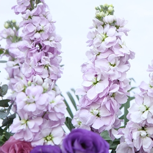 财源滚滚来繁花似锦花篮（5个双拼绣球花+同色系玫瑰+其他配花配草）