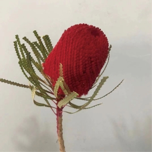 南非佛塔班克木可做干花原色/粉色/红色