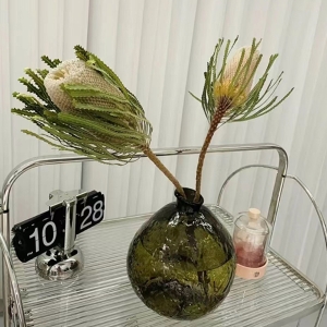 南非佛塔班克木可做干花原色/粉色/红色