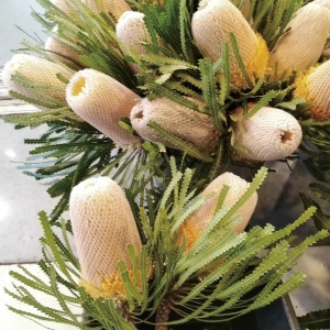 南非佛塔班克木可做干花原色/粉色/红色