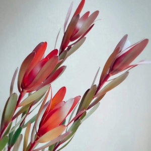 进口花材红色单头木百合鲜花可做干花5支