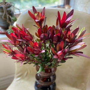 进口花材红色单头木百合鲜花可做干花5支