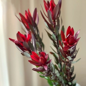 进口花材红色单头木百合鲜花可做干花5支