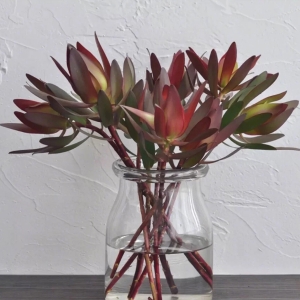 进口花材红色单头木百合鲜花可做干花5支