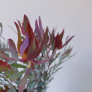 进口花材红色单头木百合鲜花可做干花5支