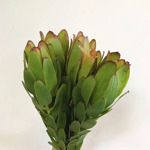 进口花材红色单头木百合鲜花可做干花5支