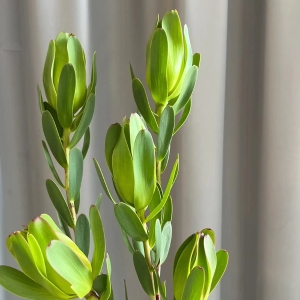 进口花材红色单头木百合鲜花可做干花5支