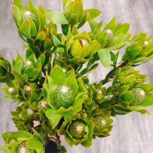 进口花材红色单头木百合鲜花可做干花5支