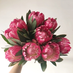 进口红色公主花南非花材可做干花