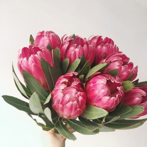 进口红色公主花南非花材可做干花