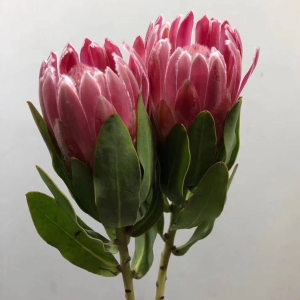 进口红色公主花南非花材可做干花