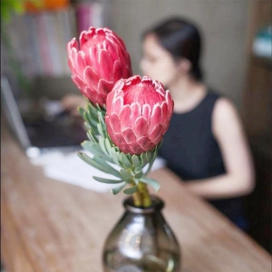 进口红色公主花南非花材可做干花