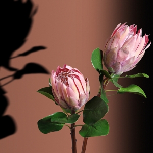 进口粉色帝王花南非花材可做干花
