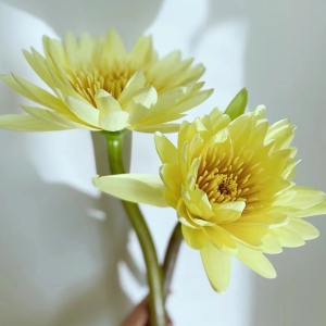 睡莲多色可选每把10支水养鲜花