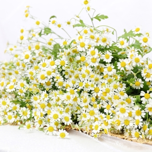 洋甘菊鲜花花束水养小雏菊20