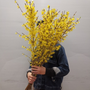 年宵花连翘寸寸金遇水开花水培木本花卉