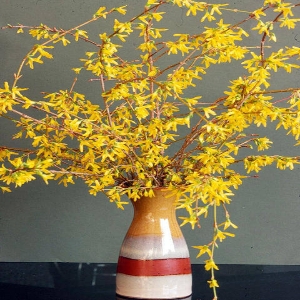 年宵花连翘寸寸金遇水开花水培木本花卉