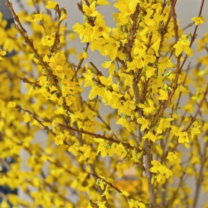 年宵花连翘寸寸金遇水开花水培木本花卉