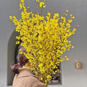 年宵花连翘寸寸金遇水开花水培木本花卉