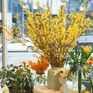 年宵花连翘寸寸金遇水开花水培木本花卉