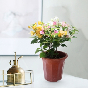 三角梅盆栽绿植带花带土大苗四季开花