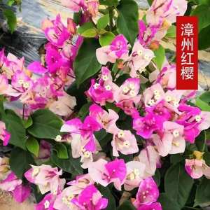 三角梅盆栽绿植带花带土大苗四季开花