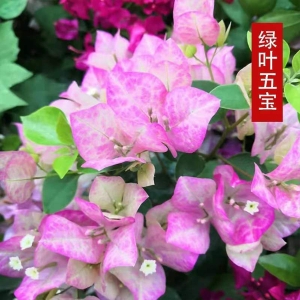 三角梅盆栽绿植带花带土大苗四季开花