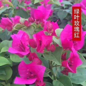 三角梅盆栽绿植带花带土大苗四季开花