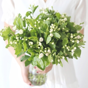 茉莉花一把25支客厅装饰