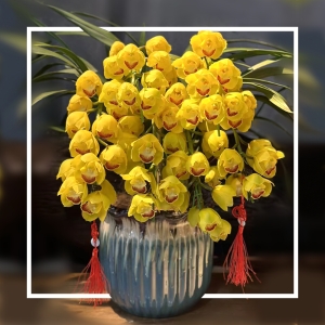 新年限定 各色蕙兰