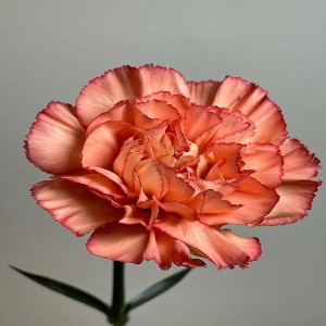 单头康乃馨火焰鲜切花插花礼物水养鲜花花束10支