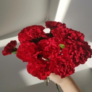 多头康乃馨鲜花水养鲜切花束插花母亲节礼物家用10支
