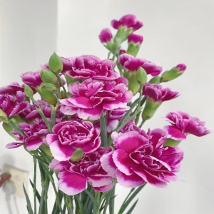 多头康乃馨鲜花水养鲜切花束插花母亲节礼物家用10支