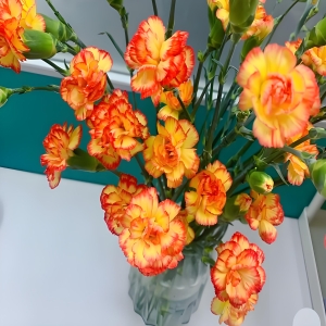 多头康乃馨鲜花水养鲜切花束插花母亲节礼物家用10支