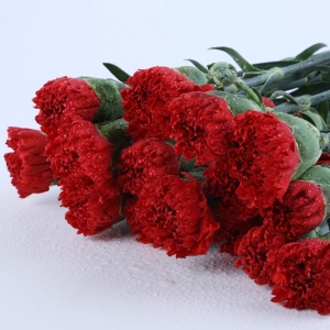 鲜花测试