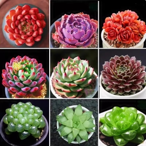 多肉小花卉盆载