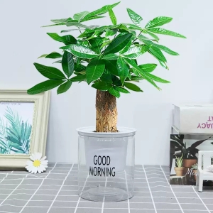 水培绿植室内小盆栽组合